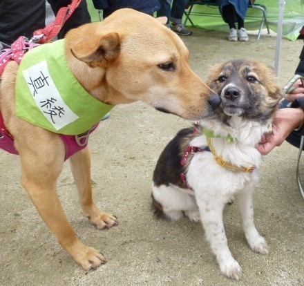 イベント詳細 いつでも里親募集中