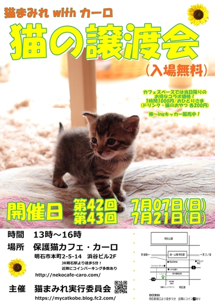 明石 猫の譲渡会 猫まみれwithカーロ 第42回 いつでも里親募集中