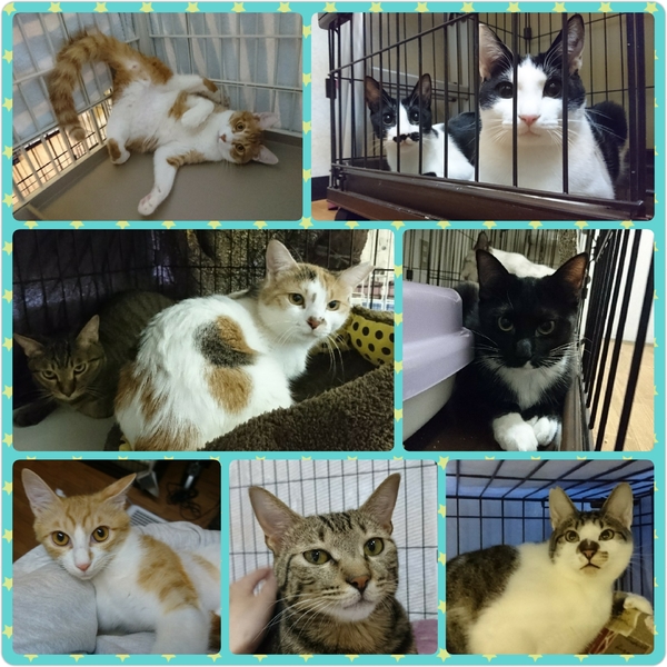 支部 千葉 ねこ けん