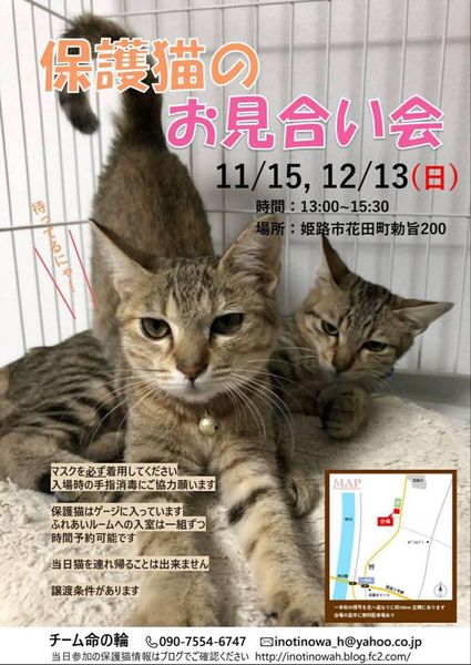 姫路市 猫の譲渡会 いつでも里親募集中