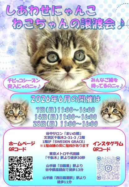 しあわせにゃんこ猫ちゃんの譲渡会IN谷根千「まいの間」｜いつでも