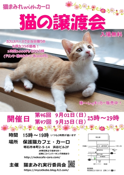 時間変更あり 明石 猫の譲渡会 猫まみれwithカーロ 第47回 いつでも里親募集中