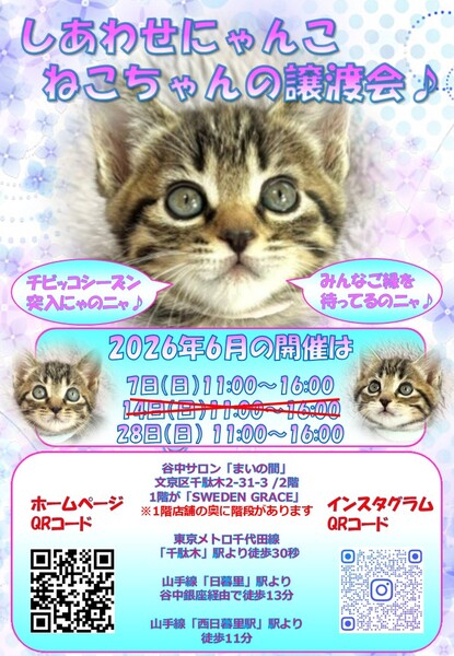 しあわせにゃんこ猫ちゃんの譲渡会IN谷根千「まいの間」｜いつでも