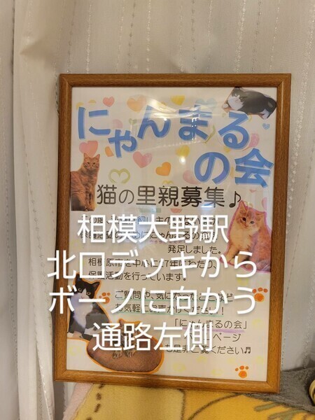 にゃんまるの会○♯相模大野○猫の譲渡会｜いつでも里親募集中