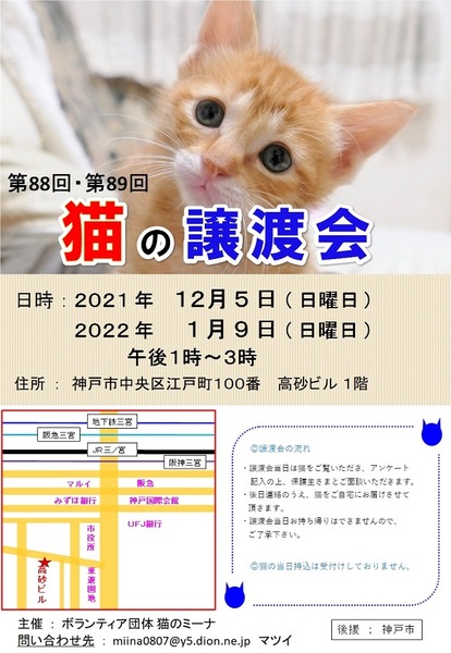 猫の譲渡会 In 神戸三宮 猫のミーナ いつでも里親募集中