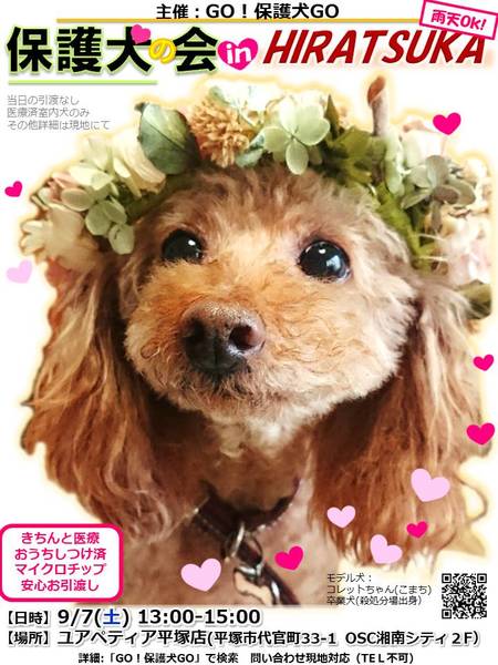 Go 保護犬go 保護犬の会 いつでも里親募集中