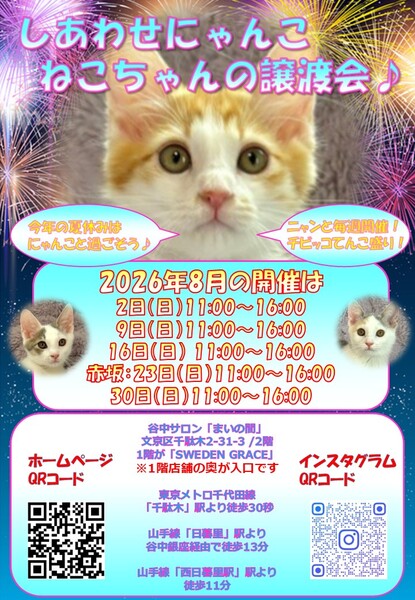 しあわせにゃんこ猫ちゃんの譲渡会IN谷根千「まいの間」｜いつでも
