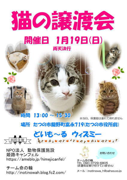 猫の譲渡会 いつでも里親募集中