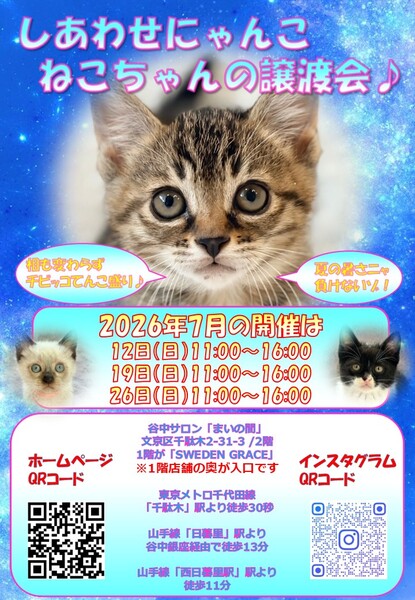 しあわせにゃんこ猫ちゃんの譲渡会IN谷根千「まいの間」｜いつでも