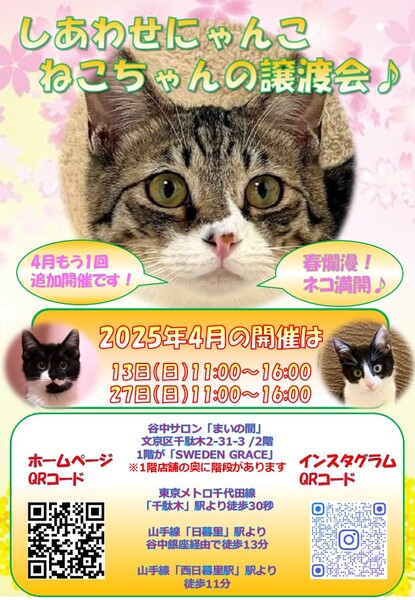 しあわせにゃんこ猫ちゃんの譲渡会IN谷中サロン「まいの間 しあわせにゃんこ猫ちゃんの譲渡会IN谷中サロン「まいの間