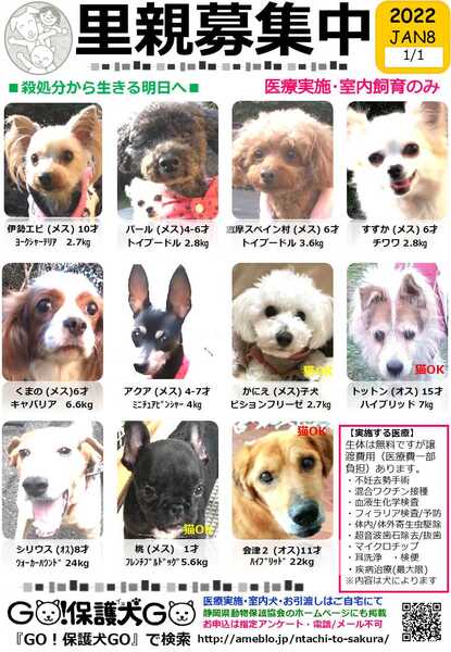 イベント詳細 いつでも里親募集中 イベント詳細 いつでも里親募集中