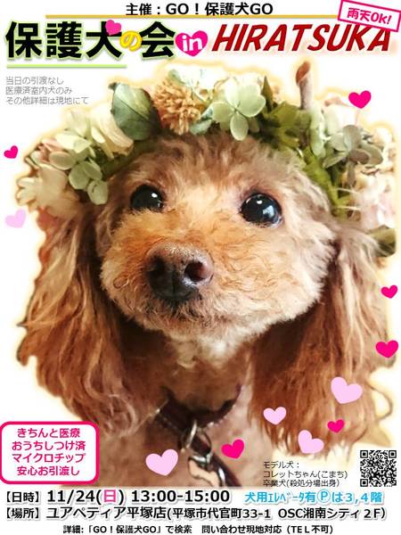 イベント詳細 いつでも里親募集中
