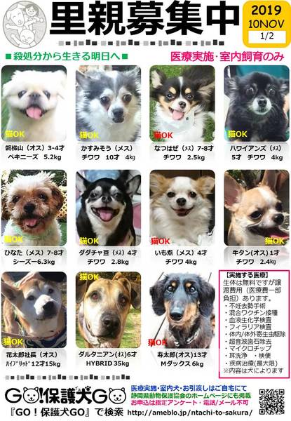 11 24 日 保護犬の会 Go 保護犬go いつでも里親募集中