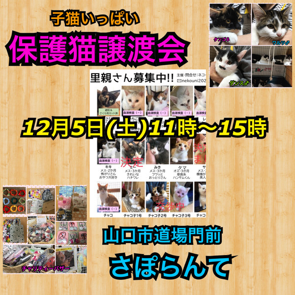 イベント詳細 いつでも里親募集中 イベント詳細 いつでも里親募集中