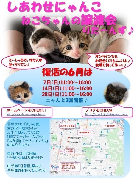 s*o様 しあわせにゃんこ 柚子ちゃん | しあわせにゃんこ 東京の千駄木・谷中で活動中の猫