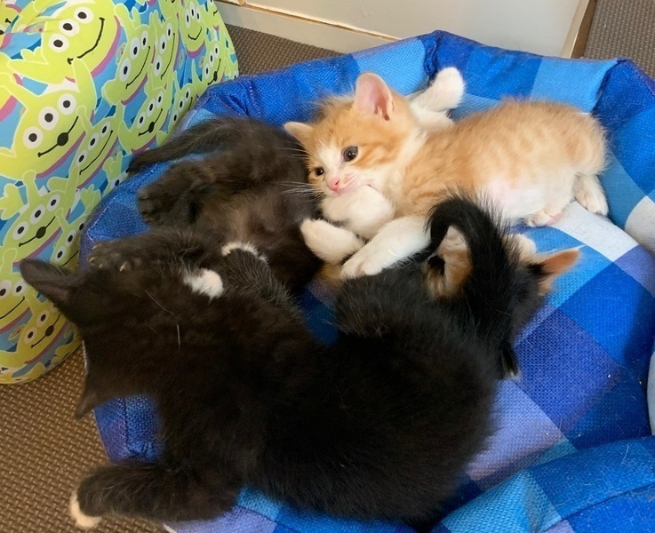 しあわせにゃんこ猫ちゃんの譲渡会IN谷根千「まいの間