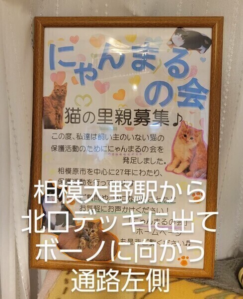 ○にゃんまるの会＃相模大野○猫の譲渡会｜いつでも里親募集中
