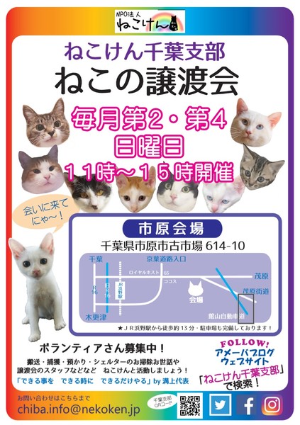 NPO法人ねこけん千葉支部 譲渡会｜いつでも里親募集中