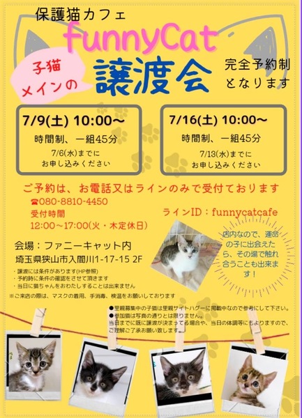 完全予約制 保護猫カフェfunnycat子猫メイン譲渡会 いつでも里親募集中