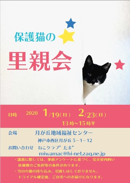 猫の里親会 いつでも里親募集中