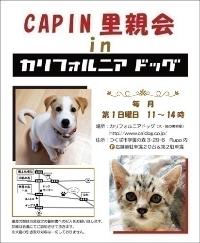 わんちゃんの里親会（譲渡会）つくば市☆inカリフォルニアドッグ