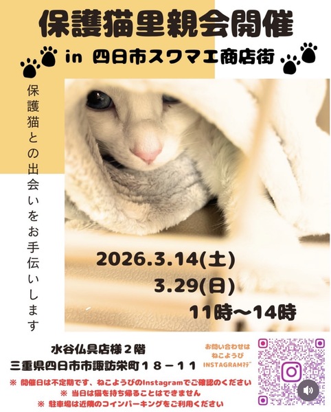 ねこようび里親会｜いつでも里親募集中