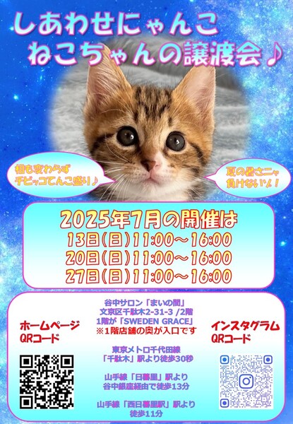 しあわせにゃんこ猫ちゃんの譲渡会IN谷中サロン「まいの間