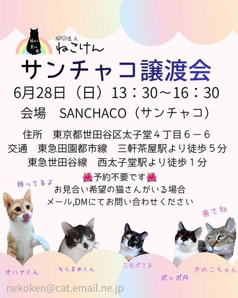 ねこけんSANCHACO譲渡会｜いつでも里親募集中