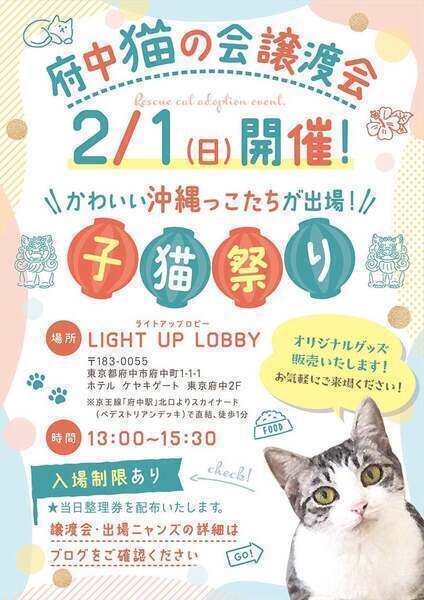 府中駅直結◎沖縄から空輸の子猫多数！｜いつでも里親募集中