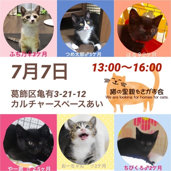 イベント詳細 いつでも里親募集中