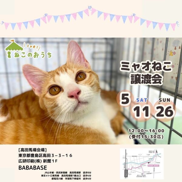 高田馬場☆ミャオ！ねこのおうち譲渡会｜いつでも里親募集中