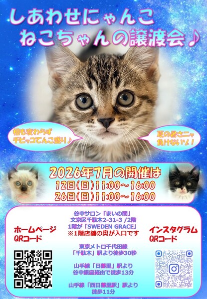 ⭐️猫幸せの会⭐️ しあわせにゃんこ猫ちゃんの譲渡会IN谷根千「まいの間」｜いつでも