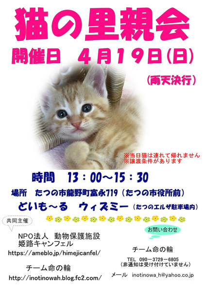 猫の譲渡会 たつの市 いつでも里親募集中