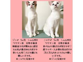 イベント詳細｜いつでも里親募集中