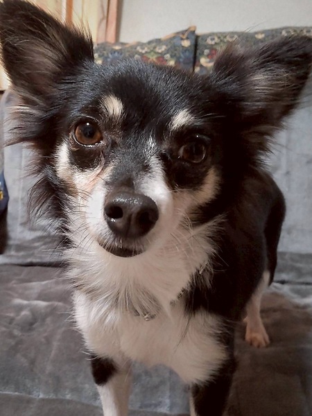 チワワミーカ出品 チワワmix♀ピリカ｜いつでも里親募集中