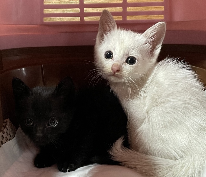 【一作限り】花畑で寄り添う白猫と黒猫の親子　K913 生後約1〜2ヶ月の白猫・黒猫兄弟【ペア譲渡希望】｜いつでも里親募集中