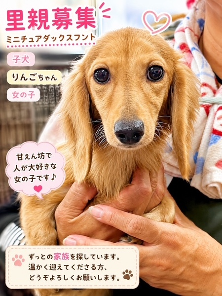 26-W204ミニチュアダックス子犬ちゃん女の子！！｜いつでも里親募集中