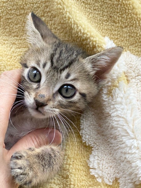 里親情報詳細 いつでも里親募集中