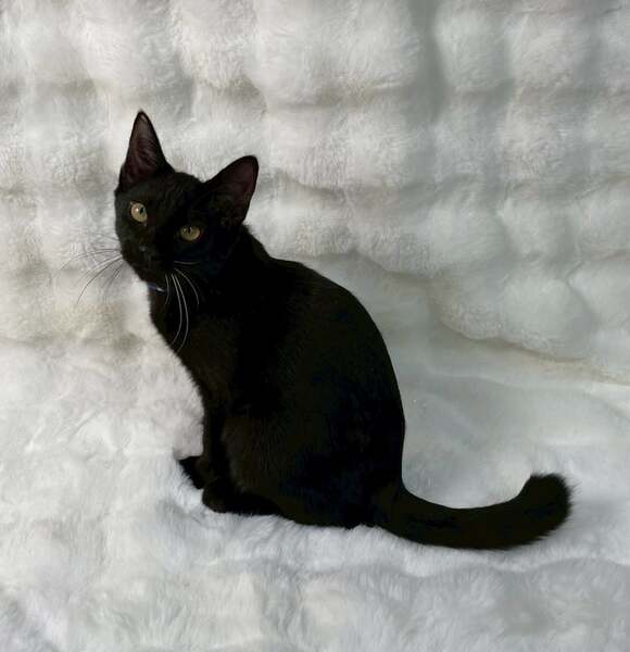 にゃんへいさま確認ページ♡ みいちゃんページ 亜月ねね (@azuki_nene) / X