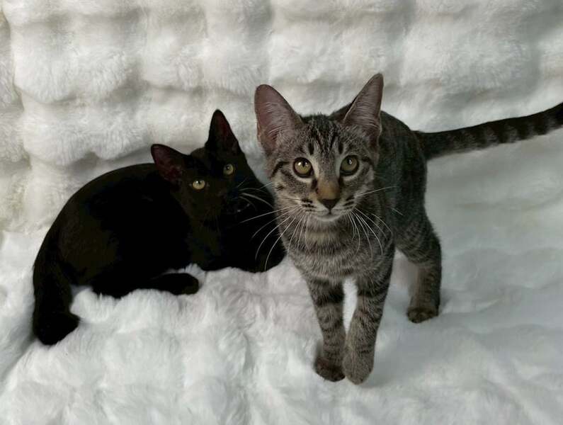 10/26譲渡会出場にゃんず 黒子猫♂@約4ヶ月(仮名)コニー君