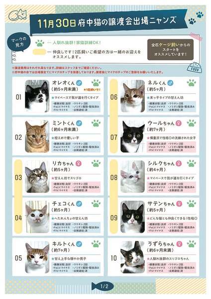 11/30譲渡会出場にゃんず 三毛子猫♀@約4ヶ月(仮名)レイちゃん