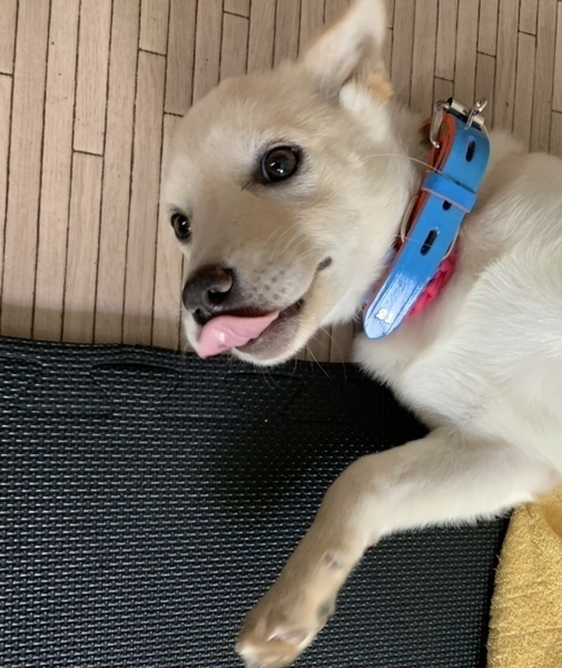 Mixの子犬の女の子 小鈴ちゃん いつでも里親募集中