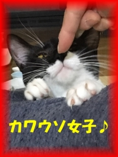 里親情報詳細｜いつでも里親募集中