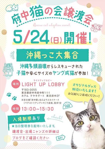 5/24譲渡会出場にゃんず 黒白猫♀@1〜2歳(仮名)ランランちゃん