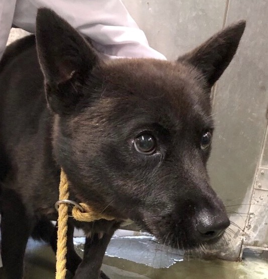 人馴れは進化中 愛らしい甲斐犬mix女子 いつでも里親募集中 人馴れは進化中 愛らしい甲斐犬mix女子 いつでも里親募集中