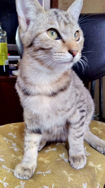 ≪無償で譲渡≫ キジトラの黄っちゃん 鍵しっぽ｜いつでも里親募集中