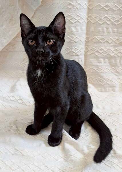 ねこ22様-黒c よろしくお願いいたします 9/7譲渡会出場にゃんず 黒子猫♂@約5ヶ月未満(仮名)こぐま君
