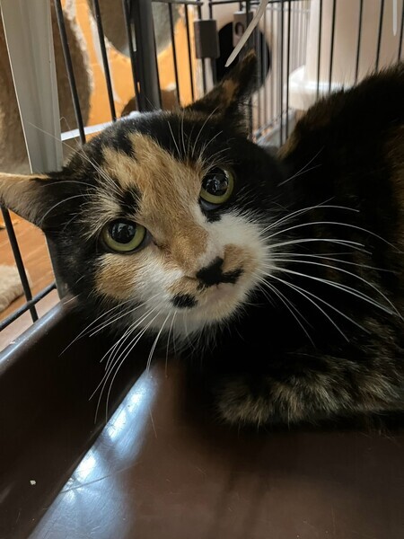 元気いっぱい3本足の三毛猫 さぼてん♀｜いつでも里親募集中