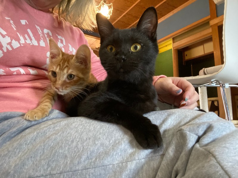 里親情報詳細 いつでも里親募集中