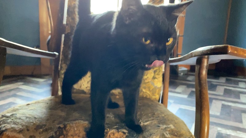 里親情報詳細 いつでも里親募集中